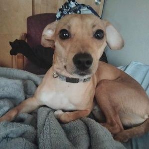 Meet your Posher, Truman